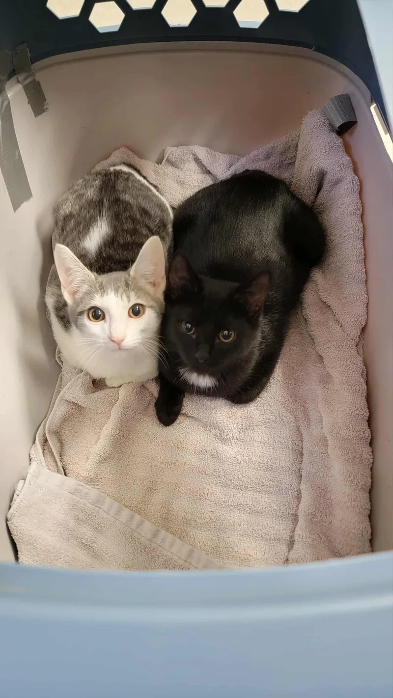 Simon & Baxter thumbnail 4