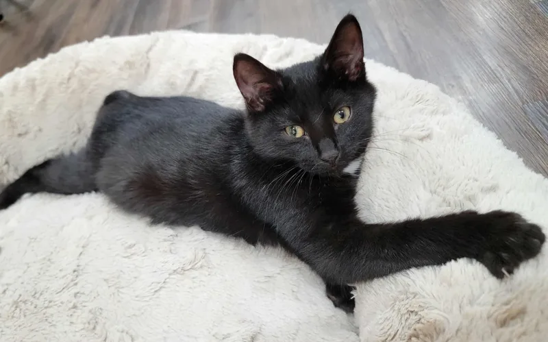 Simon & Baxter thumbnail 5