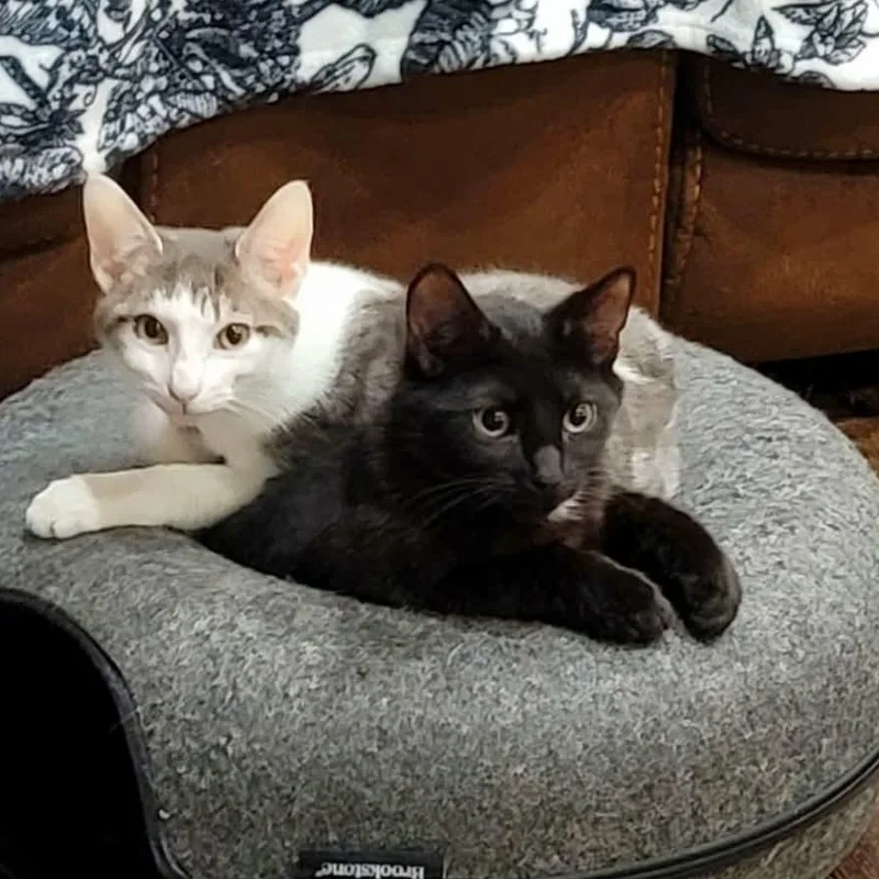 Simon & Baxter thumbnail 6