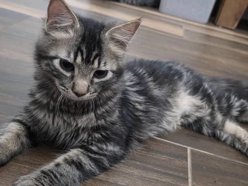 Lilo & Stitch thumbnail 2