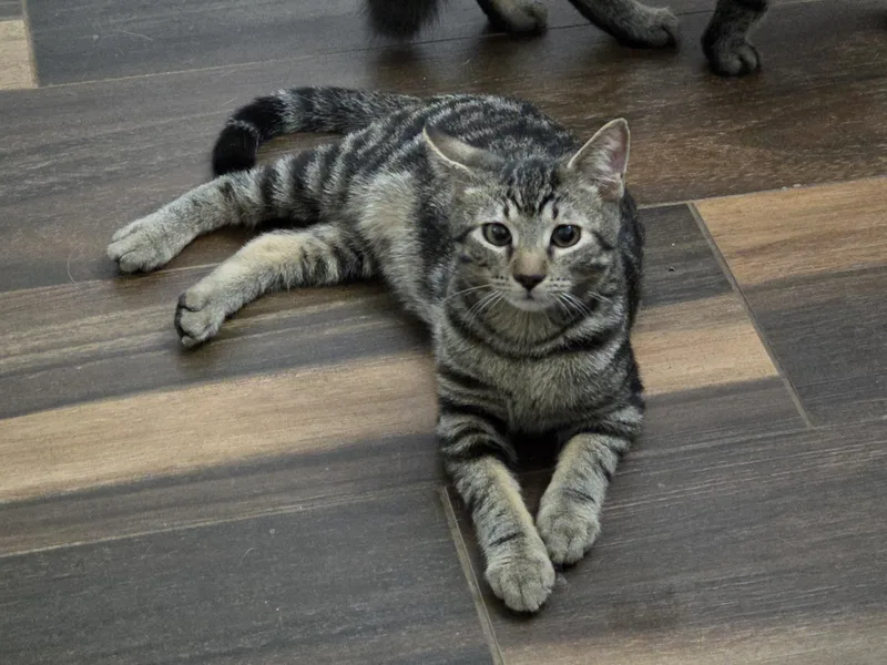 Lilo & Stitch thumbnail 3