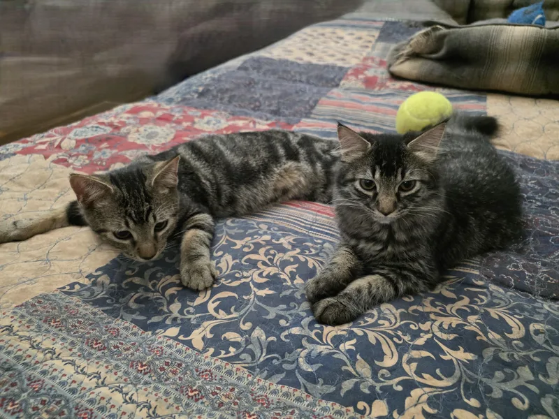 Lilo & Stitch thumbnail 4