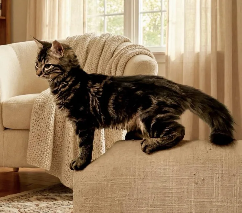 Lilo & Stitch thumbnail 5