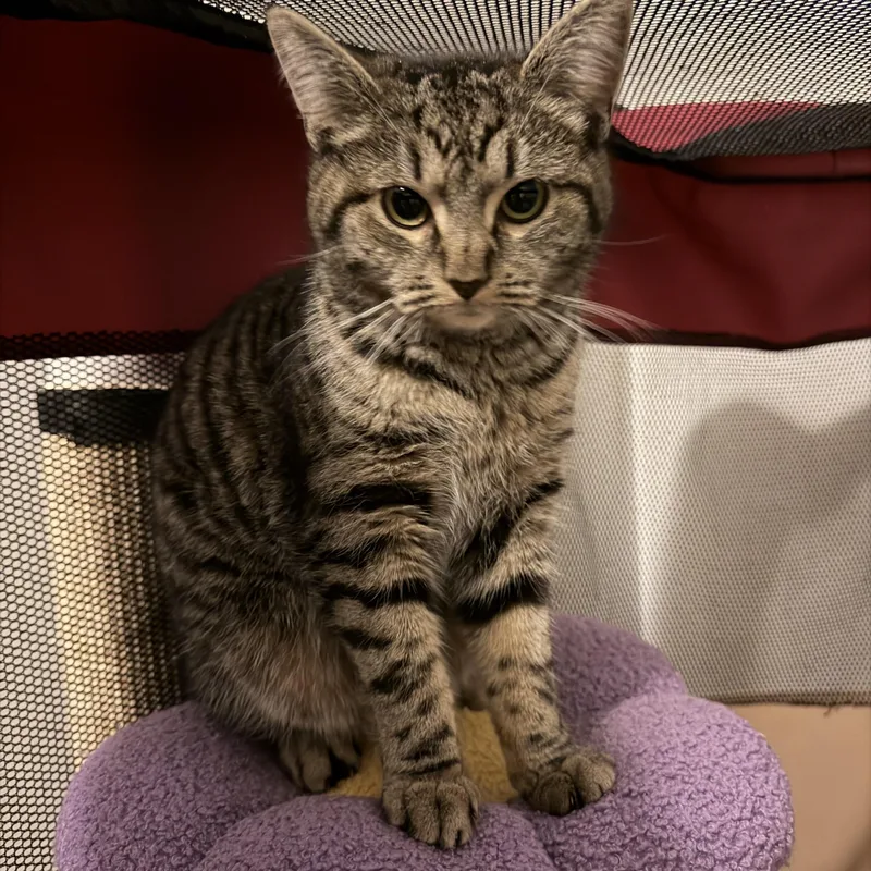 Munchkin thumbnail 2