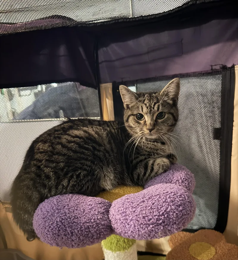 Munchkin thumbnail 3