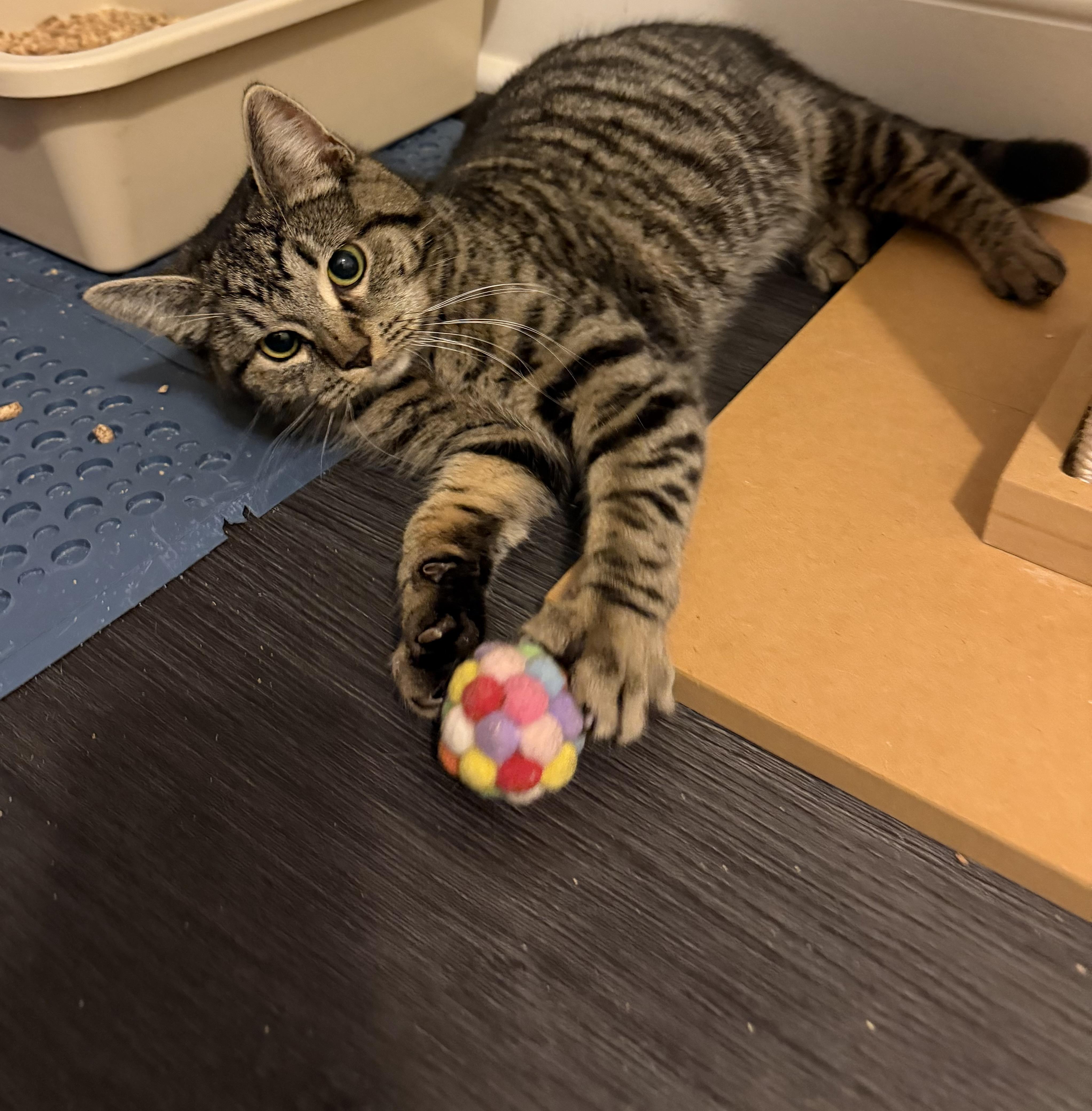 Munchkin thumbnail 5