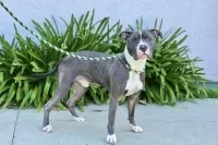 Valentine thumbnail 2