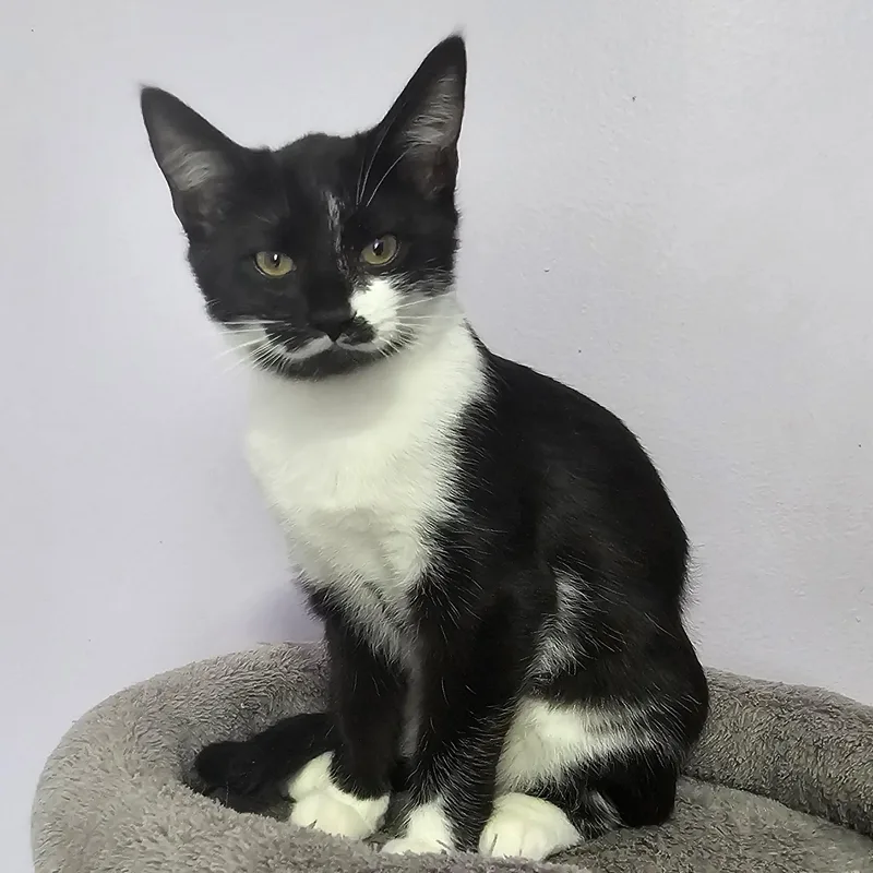 A baby medium-sized female Black & White / Tuxedo Domestic Short Hair cat named Jolene for adoption in Mount Rainier, MD