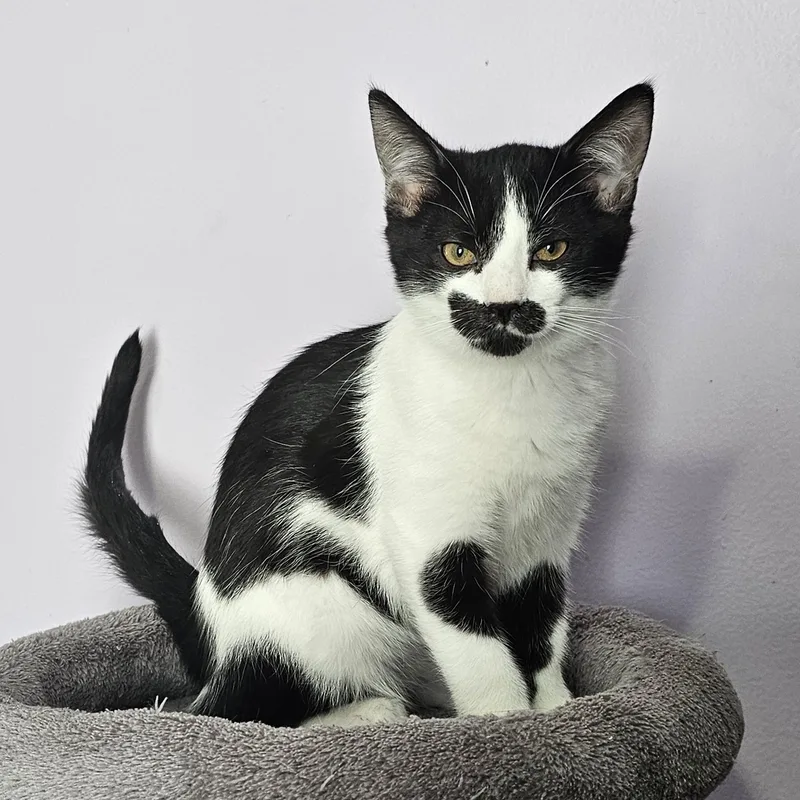 A baby medium-sized male Black & White / Tuxedo Domestic Short Hair cat named Josh for adoption in Mount Rainier, MD