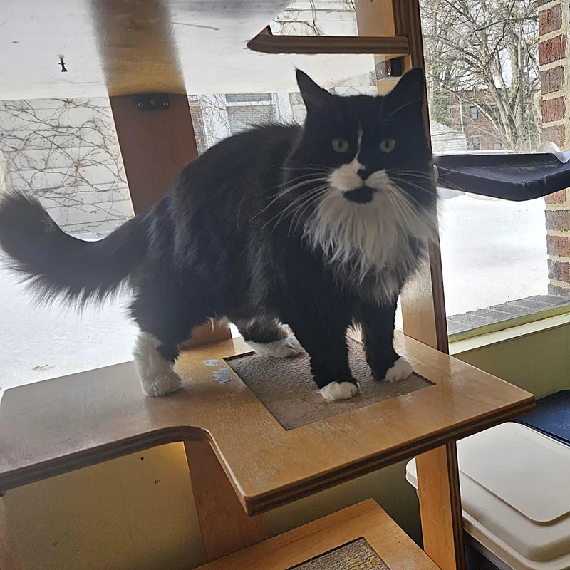 Betty Boo thumbnail 2