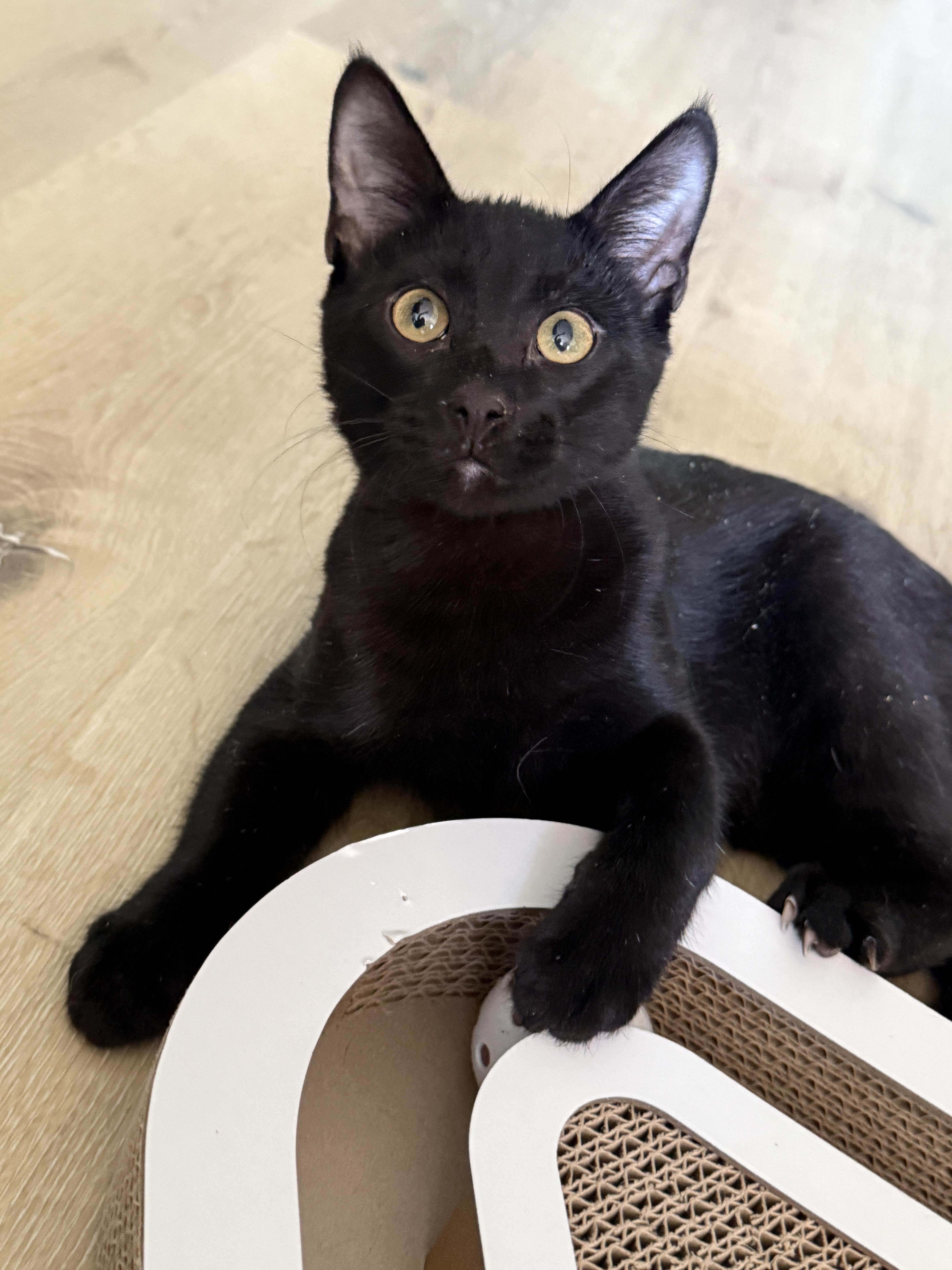 Jack Black thumbnail 2