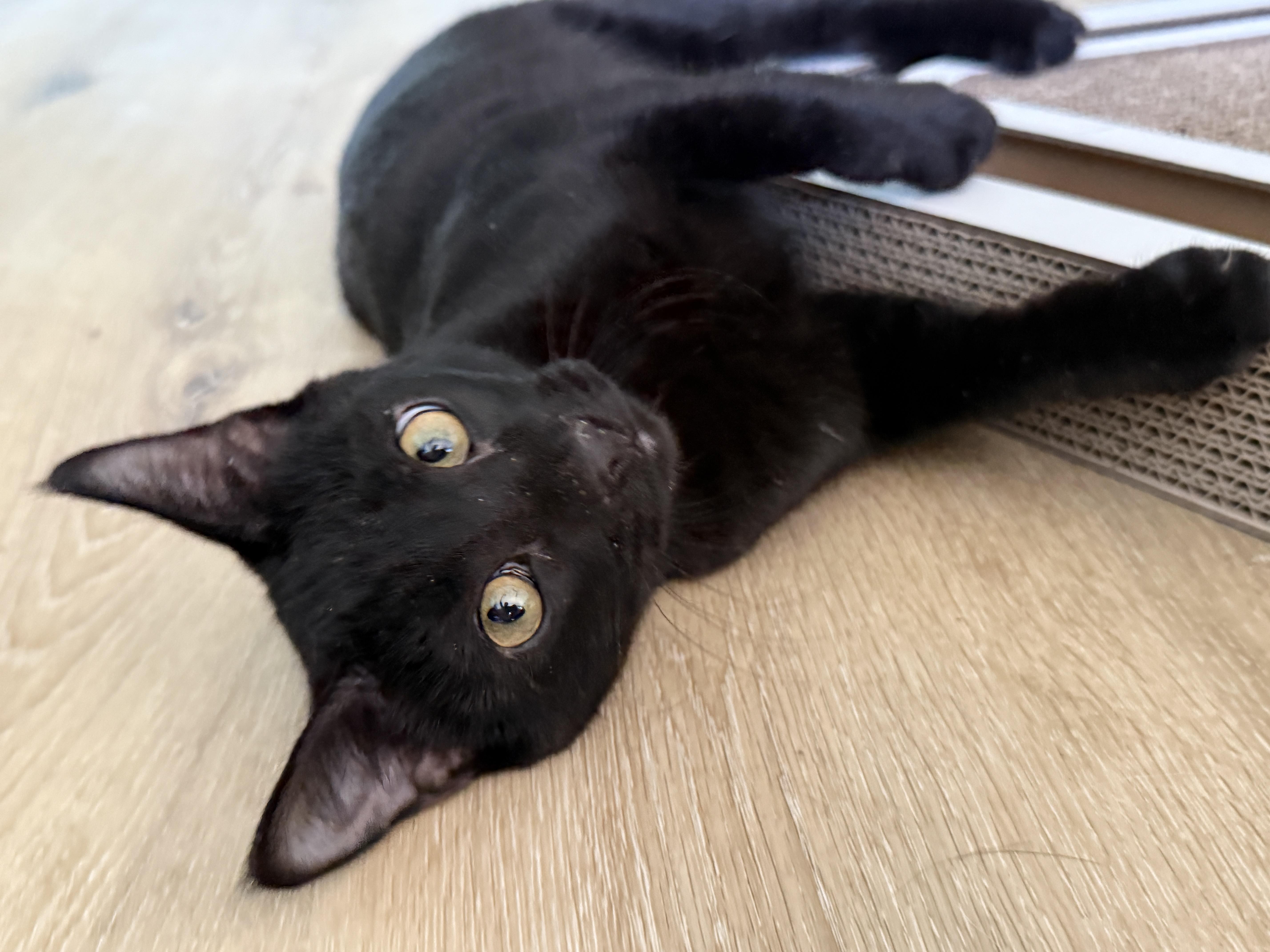 Jack Black thumbnail 3