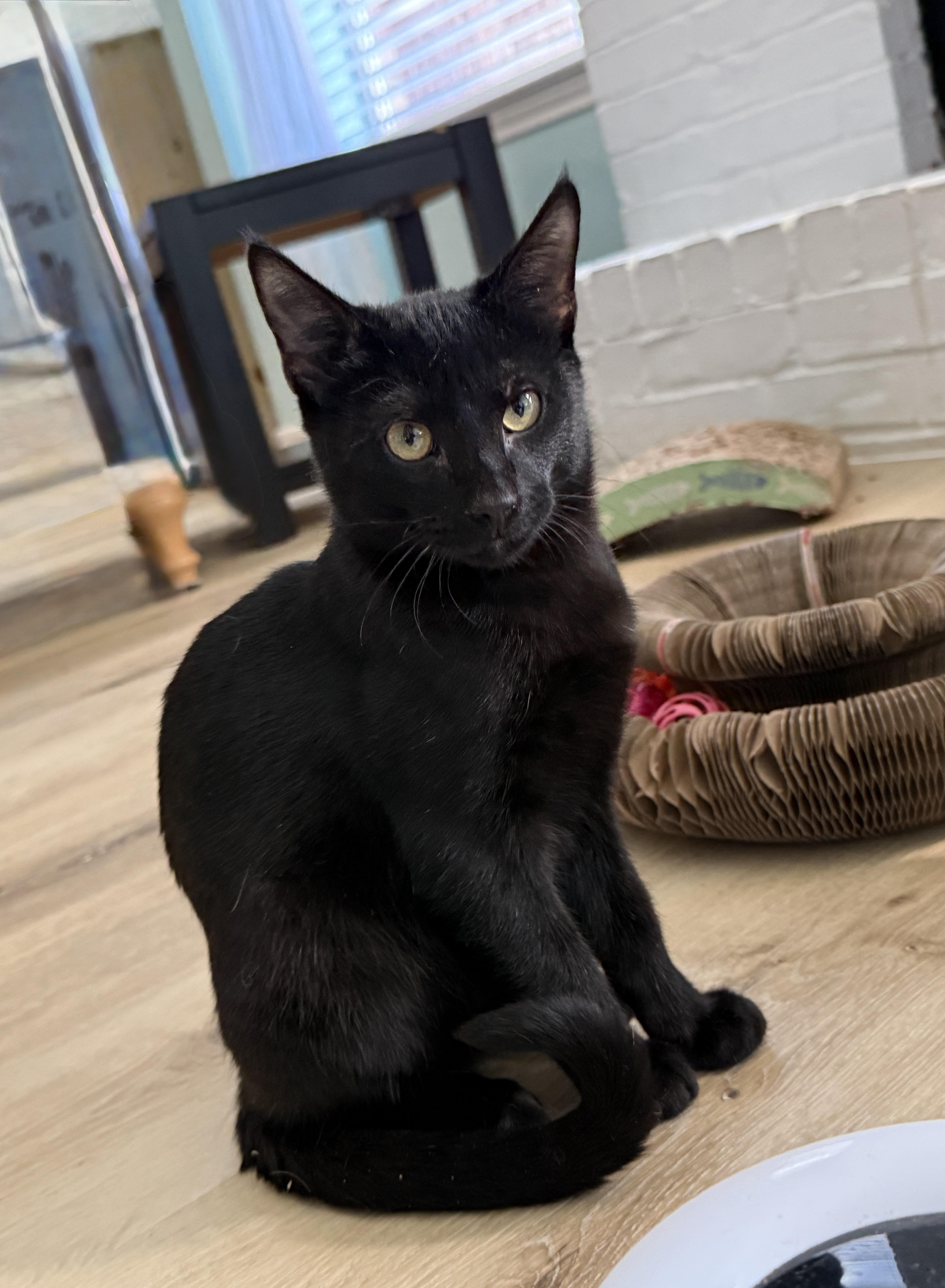 Jack Black thumbnail 4