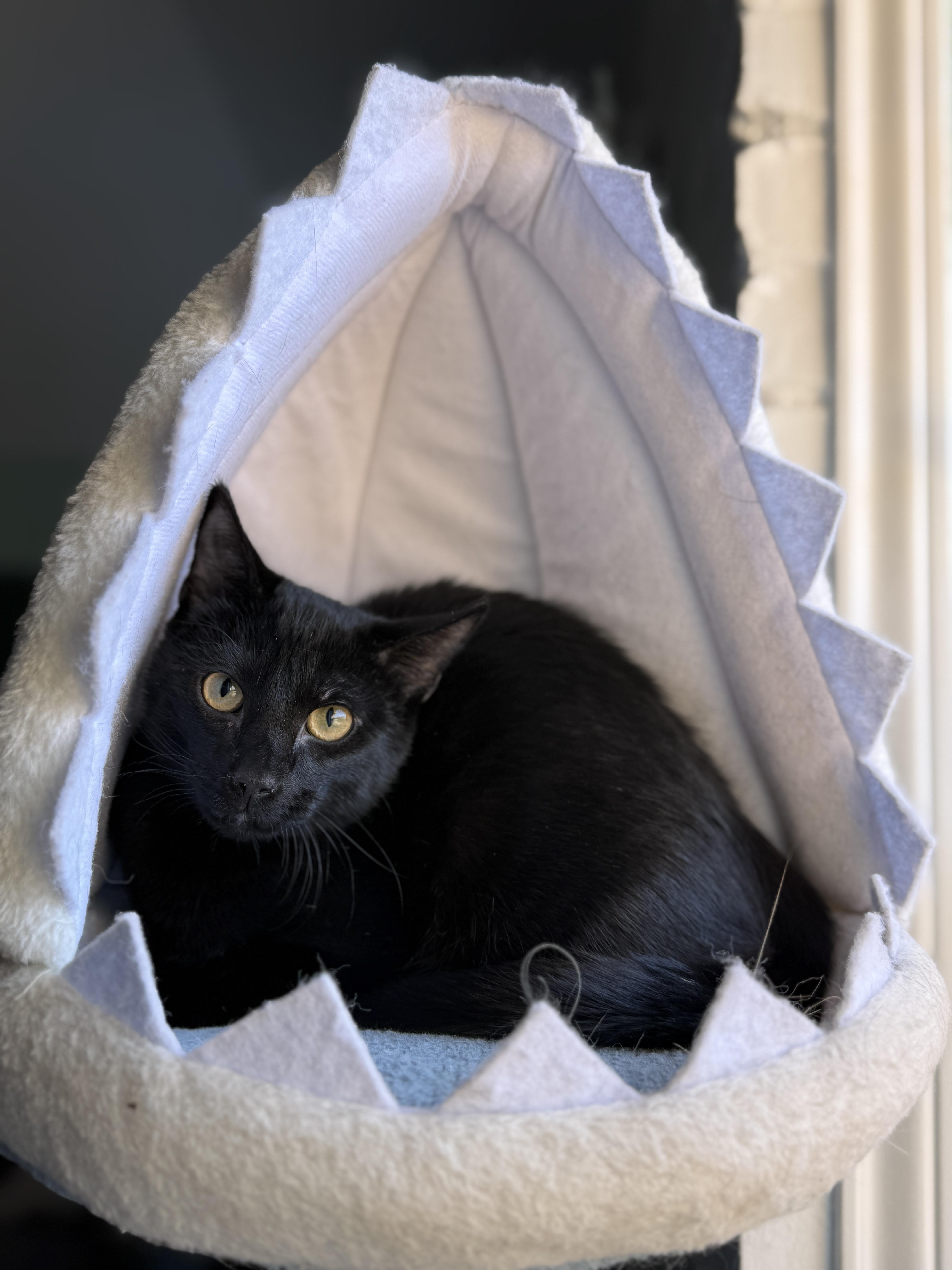 Jack Black thumbnail 5