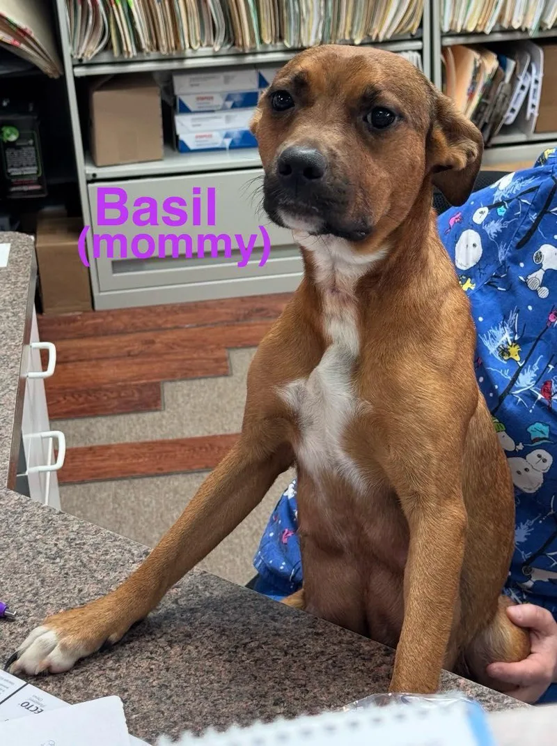 Basil
