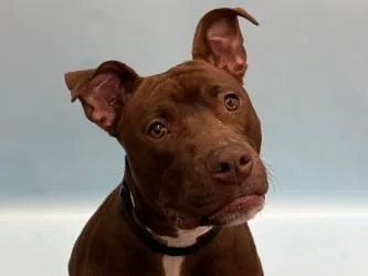 Coraline thumbnail 2