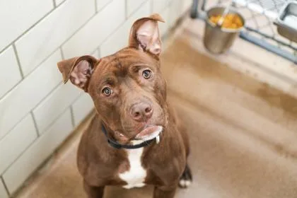 Coraline thumbnail 3