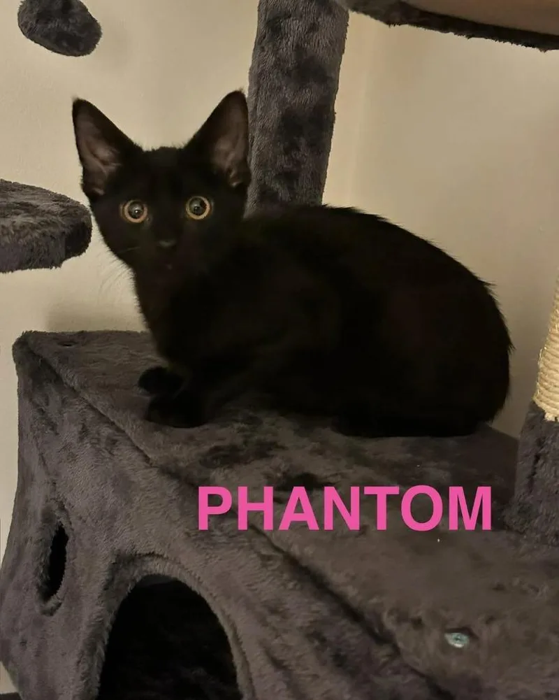 Phantom