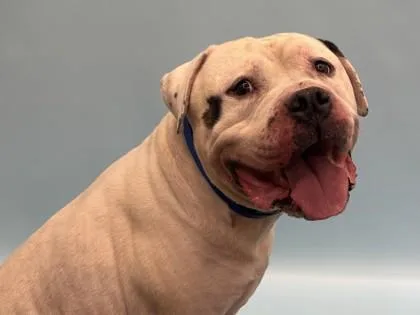 Provolone thumbnail 2