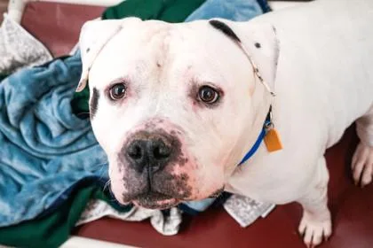 Provolone thumbnail 3