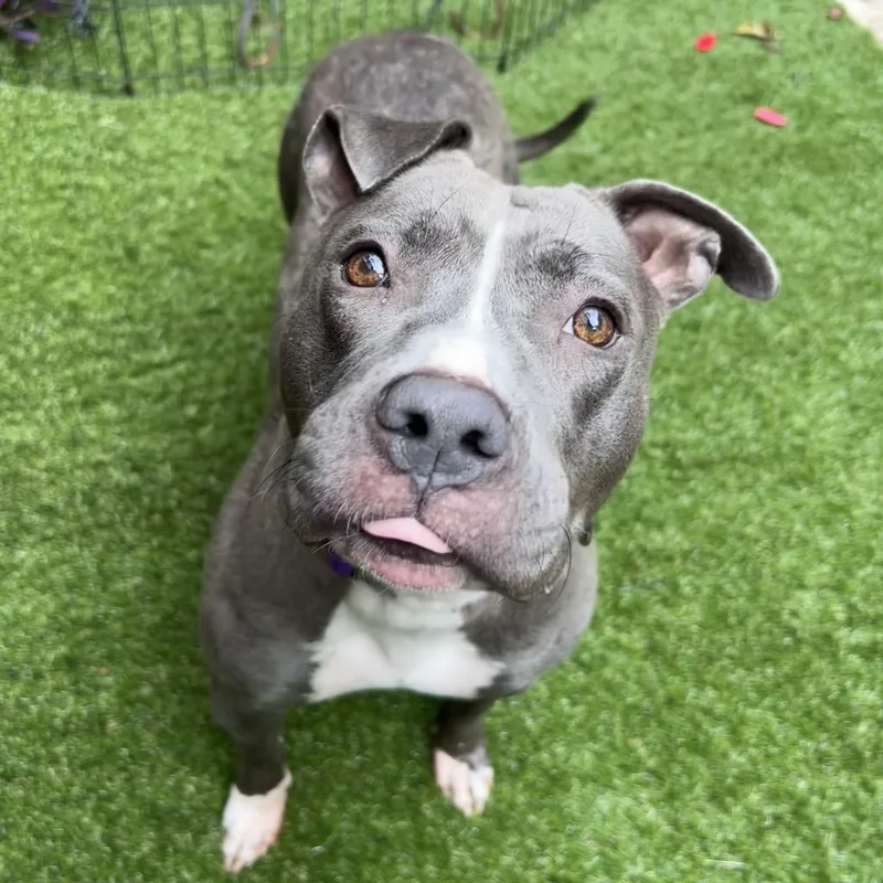 Cheerilee thumbnail 4