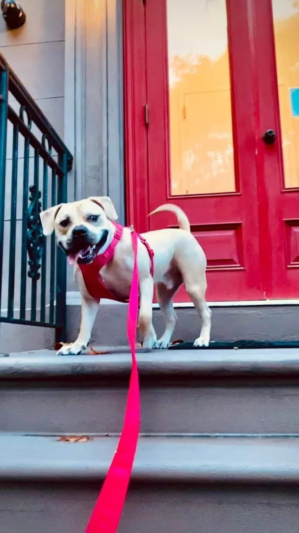 Axl Rose thumbnail 2