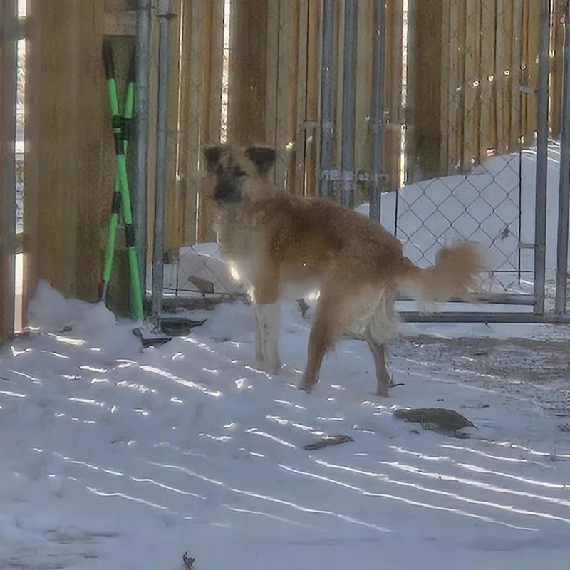 A young small-sized female Yellow / Tan / Blond / Fawn Border Collie dog named Bambi  Home To for adoption in South Elgin, IL