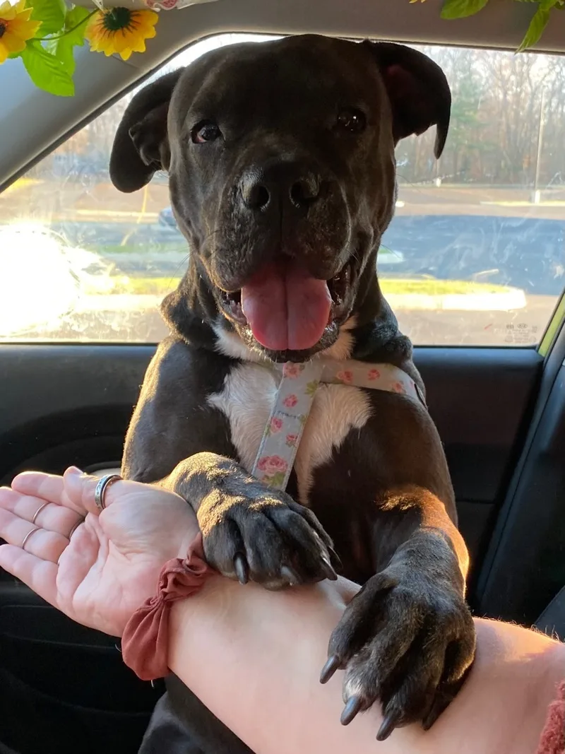 An adult large-sized female Mixed Breed dog named Bella for adoption in New York, NY