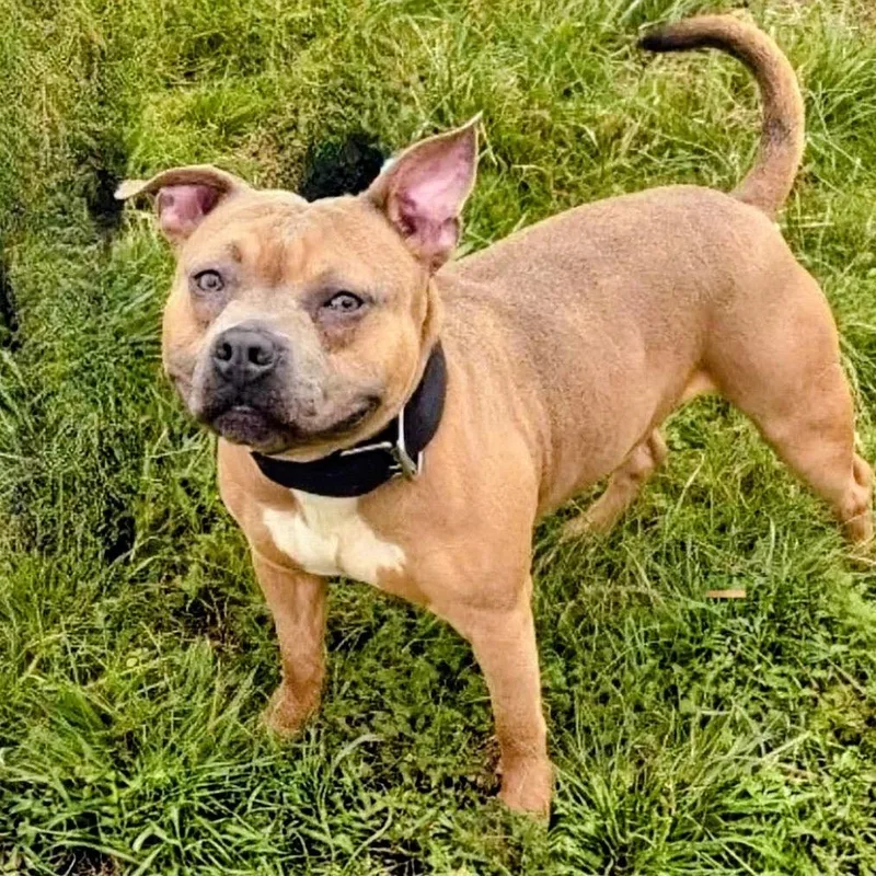 Lil Potato thumbnail 2