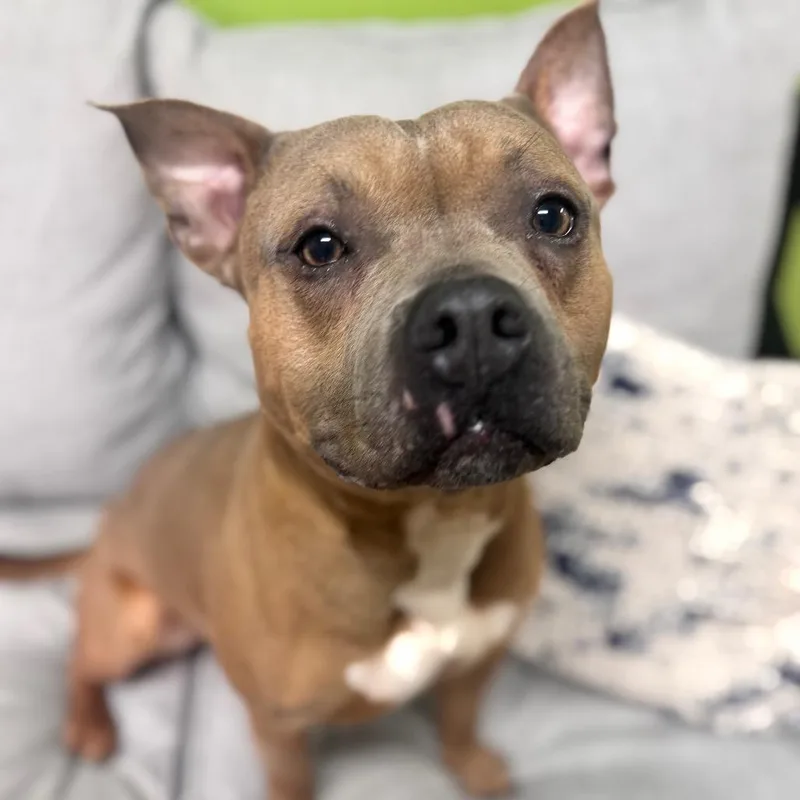 Lil Potato thumbnail 3