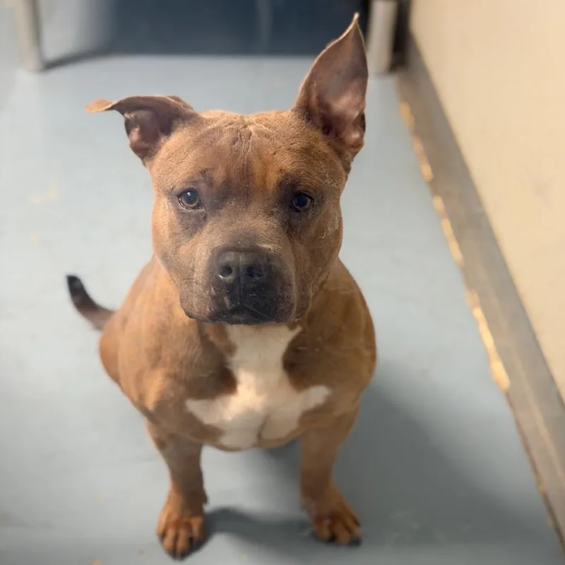 Lil Potato thumbnail 4