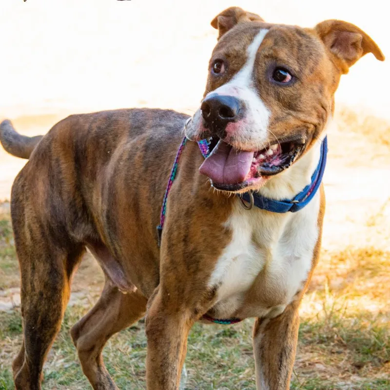 Hm Orlean thumbnail 4