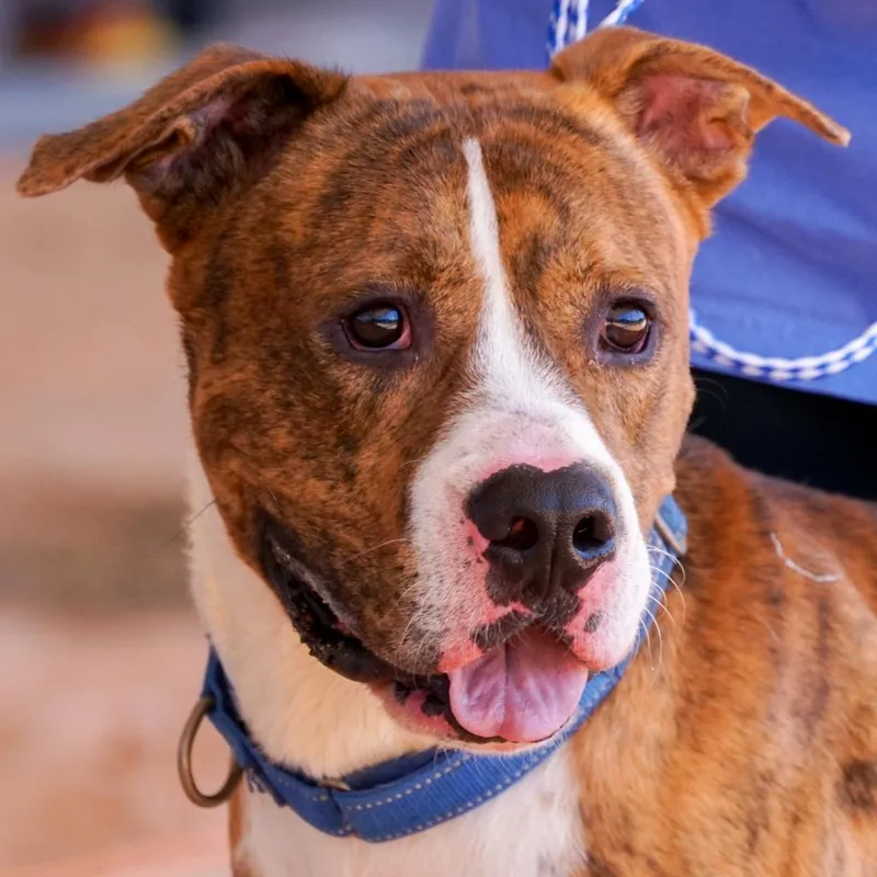 Hm Orlean thumbnail 5