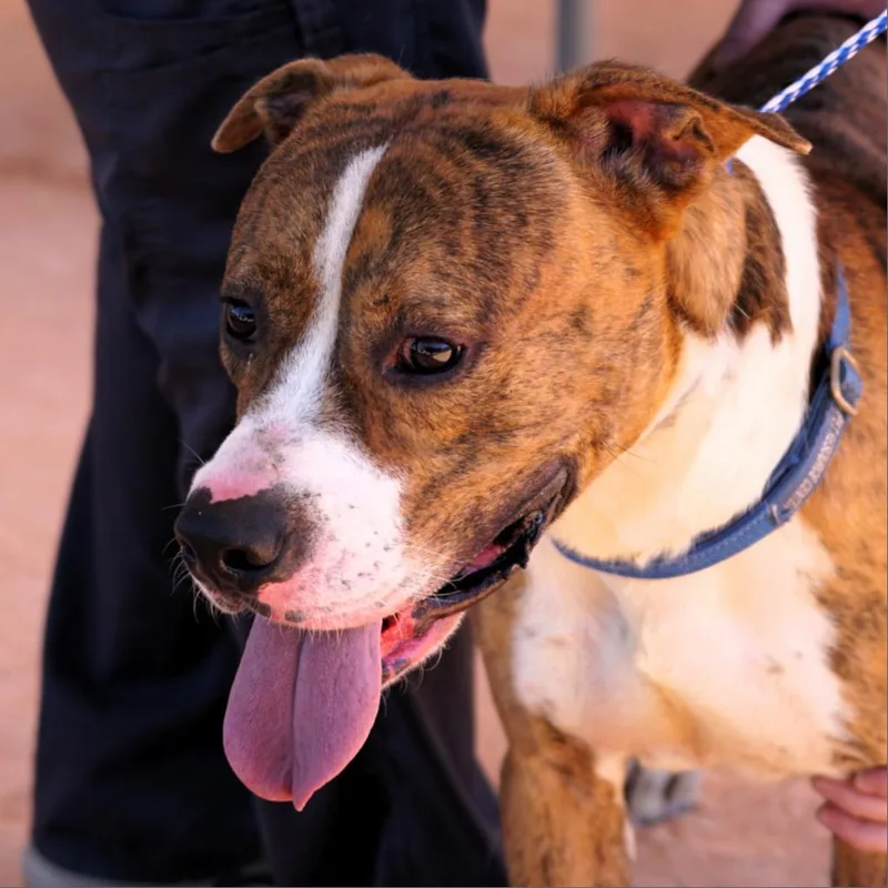 Hm Orlean thumbnail 6