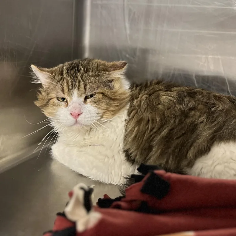 Thimble Fern photo 1