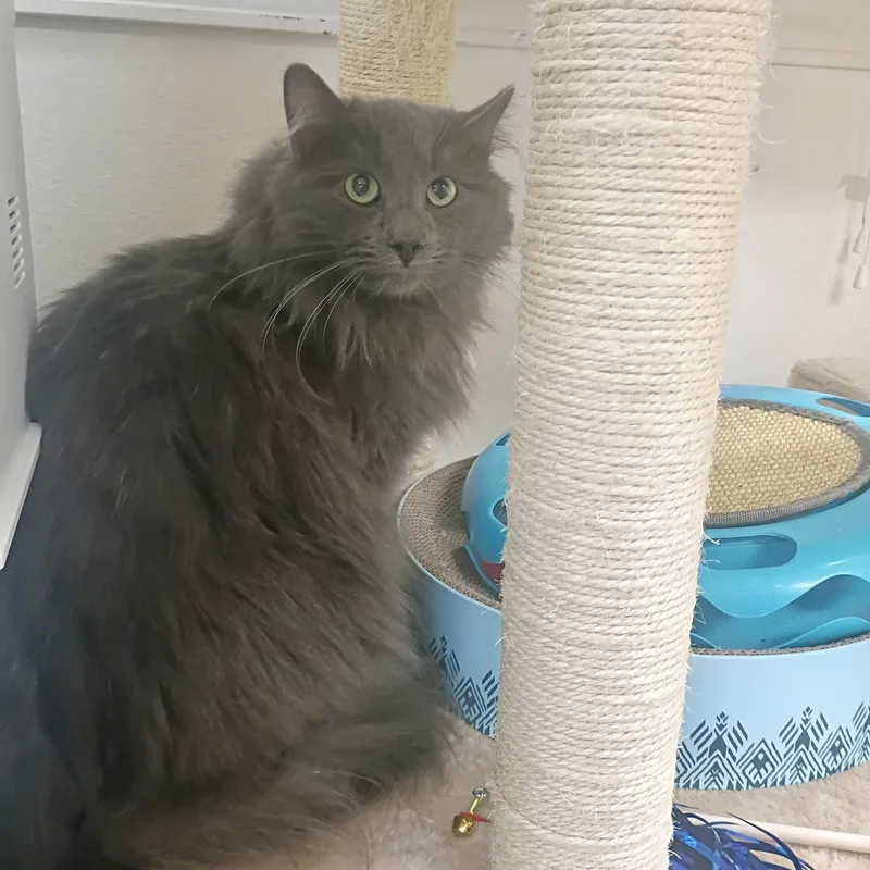 Mr. Gray thumbnail 4