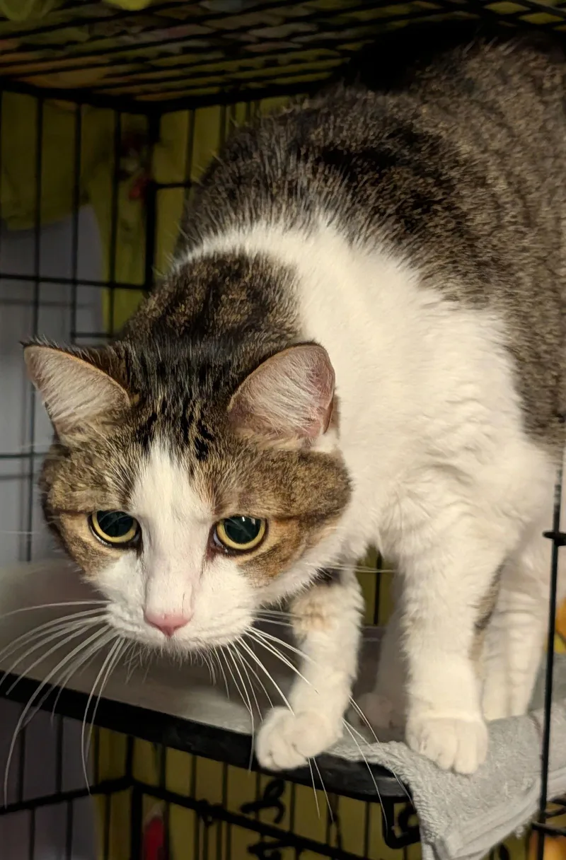 An adult medium-sized female Domestic Short Hair cat named Kiki for adoption in Pompano Beach, FL