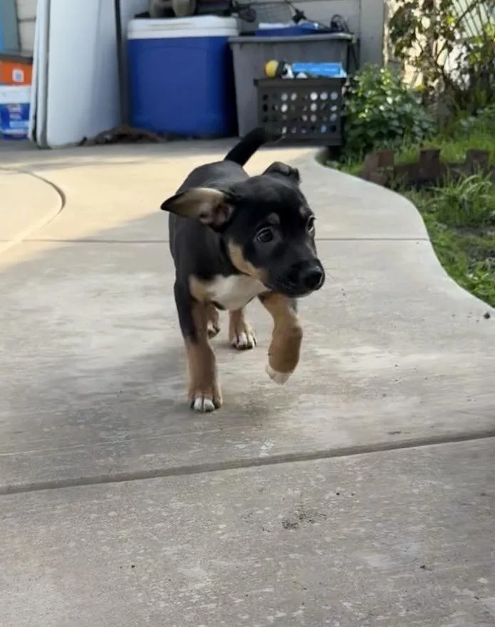 Valentino Aka Val thumbnail 2