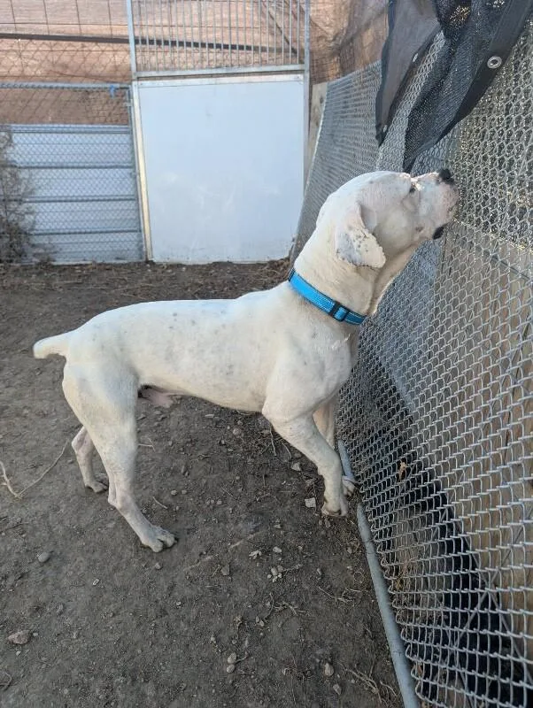 Socrates thumbnail 3