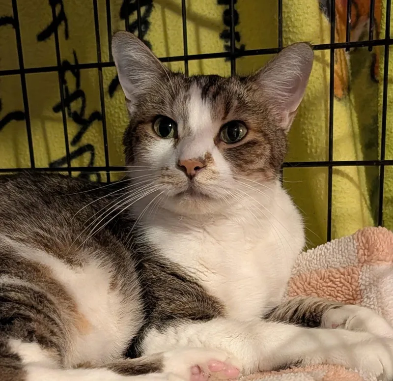 An adult medium-sized female Domestic Short Hair cat named Stubby for adoption in Pompano Beach, FL