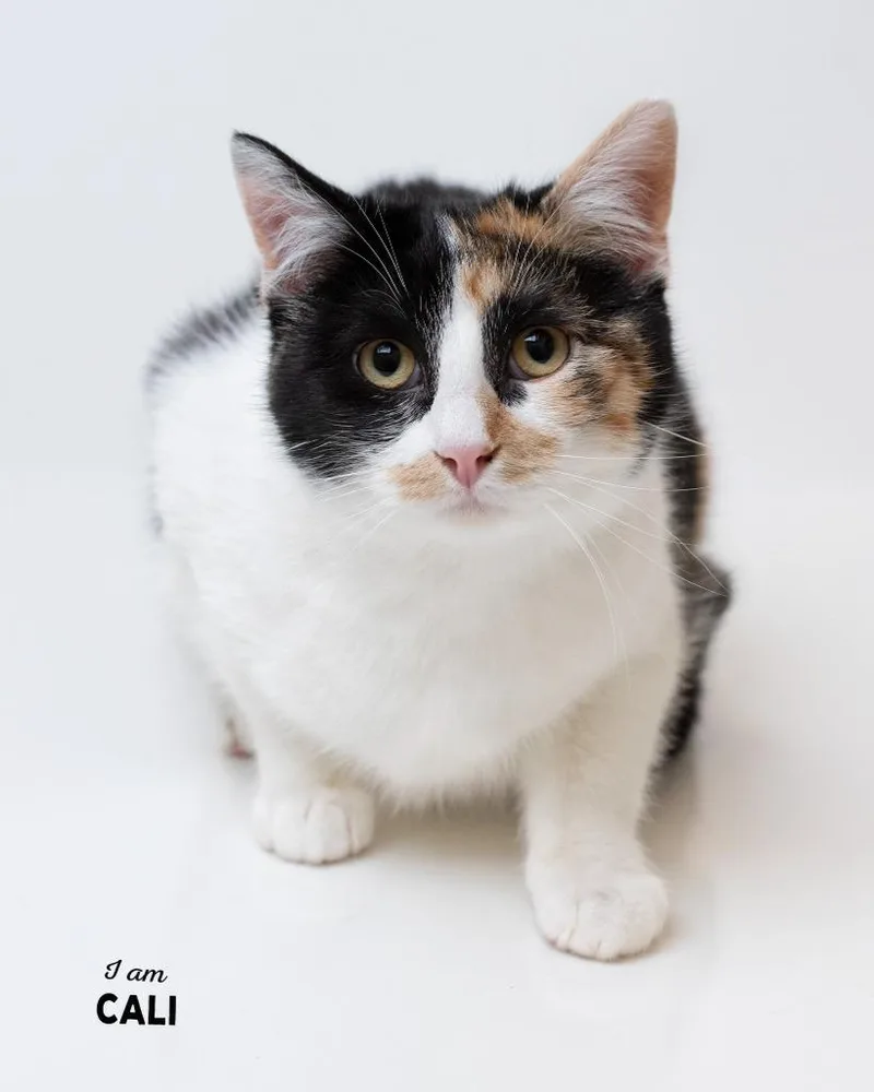 Cali Bonded To Kayli