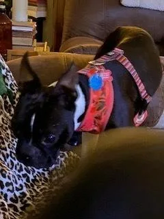 Benji Bubbaprattville  Al thumbnail 2