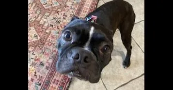 Benji Bubbaprattville  Al thumbnail 3