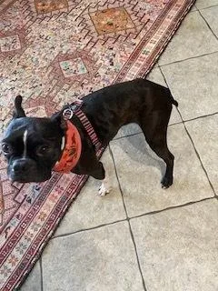 Benji Bubbaprattville  Al thumbnail 6