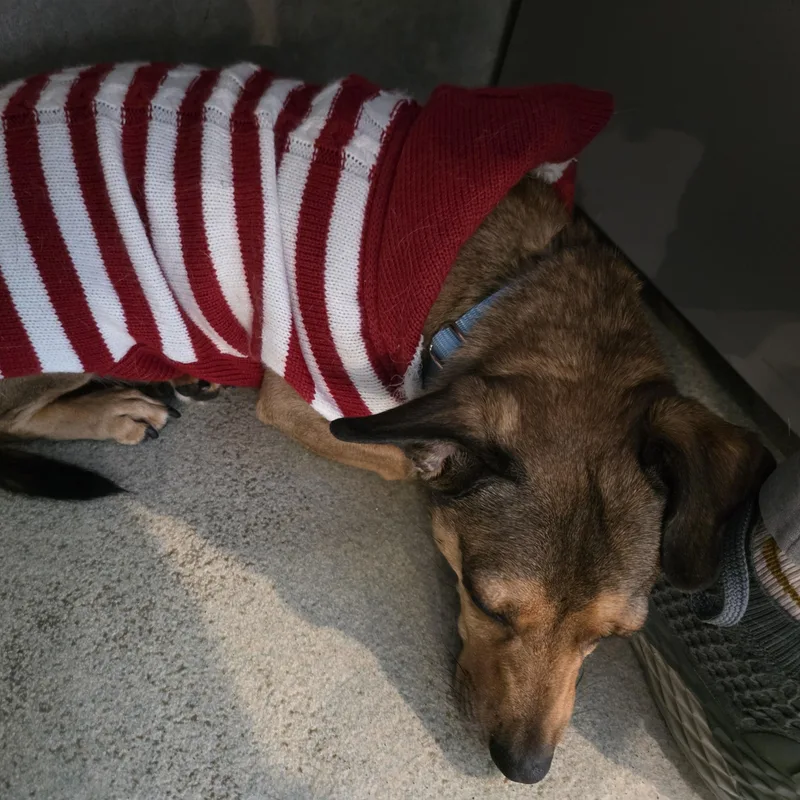 Porkchop thumbnail 2