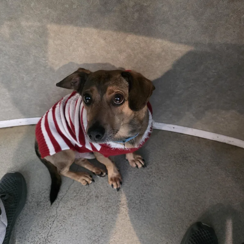 Porkchop thumbnail 3