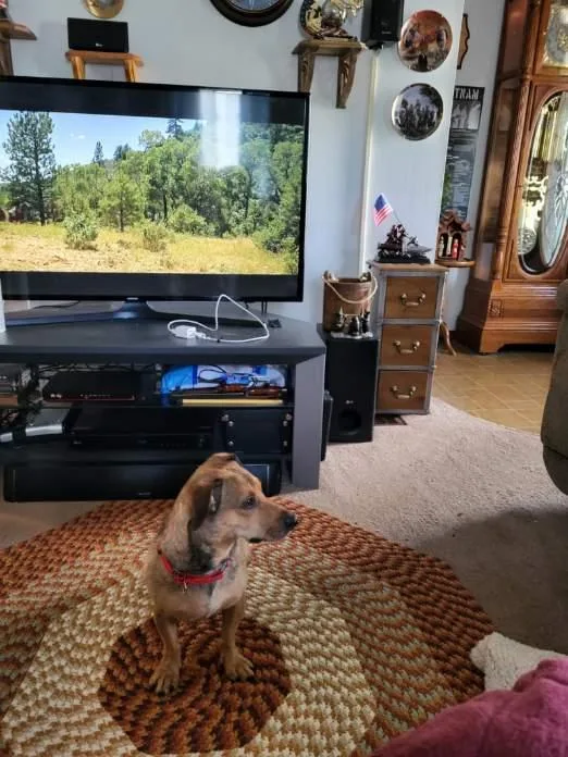 Porkchop thumbnail 4