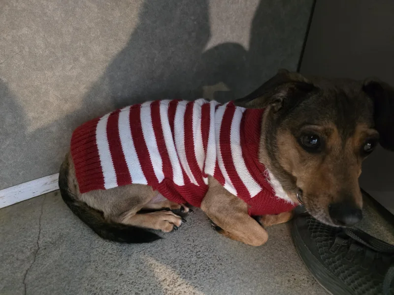 Porkchop thumbnail 5