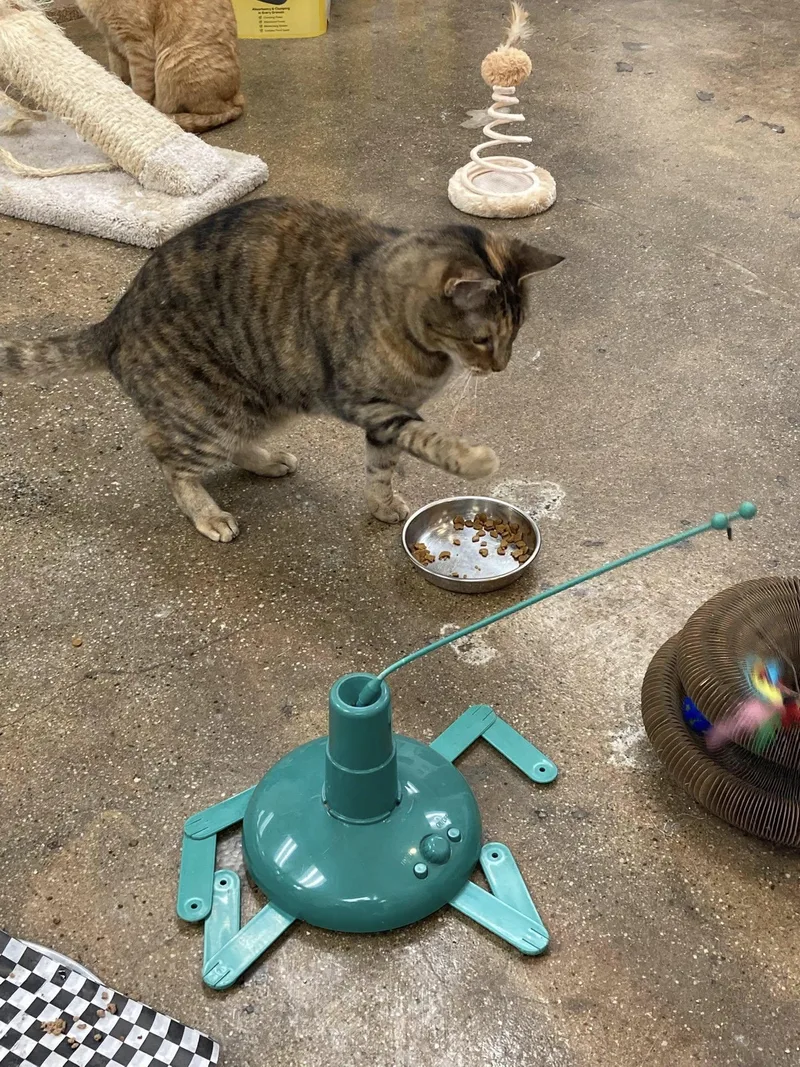 Mamacita thumbnail 2