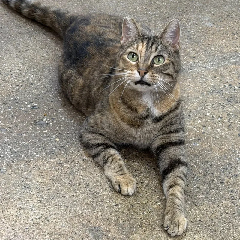 Mamacita thumbnail 3